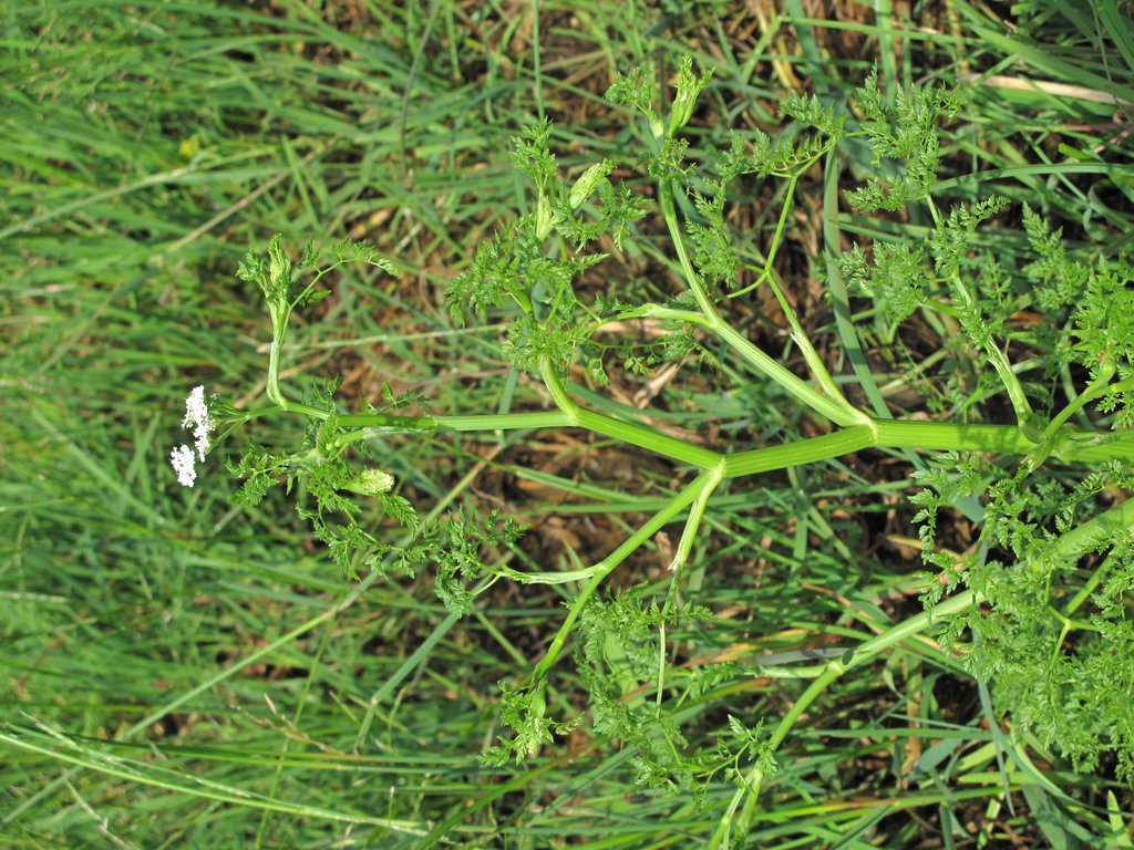 Oenanthe aquatica